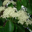 Kép 1/3 - Cornus controversa – Emeletes som