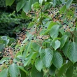 Kép 2/3 - Cornus controversa – Emeletes som