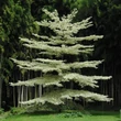 Kép 4/6 - Cornus controversa 'Variegata' – Emeletes som