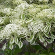 Kép 3/6 - Cornus controversa 'Variegata' – Emeletes som