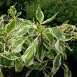 Kép 2/6 - Cornus controversa 'Variegata' – Emeletes som