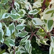 Kép 5/6 - Cornus controversa 'Variegata' – Emeletes som