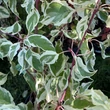 Kép 6/6 - Cornus controversa 'Variegata' – Emeletes som