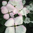 Kép 1/5 - Cornus kousa 'Venus®' - Csillagsom