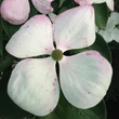 Kép 2/5 - Cornus kousa 'Venus®' - Csillagsom