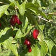Kép 4/4 - Cornus mas 'Kazanlak' – Húsos som