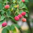 Kép 2/2 - Cornus 'Norman Hadden' – Som