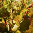 Kép 2/4 - Cornus sanguinea 'Midwinter Fire' – Veresgyűrűs som (narancssárga vesszőjű)