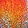 Kép 1/4 - Cornus sanguinea 'Midwinter Fire' – Veresgyűrűs som (narancssárga vesszőjű)