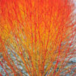 Kép 1/4 - Cornus sanguinea 'Midwinter Fire' – Veresgyűrűs som (narancssárga vesszőjű)