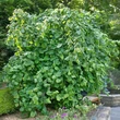 Kép 2/2 - Corylus avellana 'Scooter' – Közönséges mogyoró