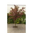 Kép 1/3 - Crataegus laevigata 'Paul's Scarlet' - Díszgalagonya
