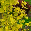 Kép 1/2 - Ginkgo biloba 'Gold Flame' – Páfrányfenyő
