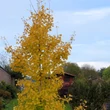 Kép 2/2 - Ginkgo biloba 'Gold Flame' – Páfrányfenyő