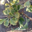 Kép 1/4 - Ginkgo biloba 'Little Emperor' – Páfrányfenyő