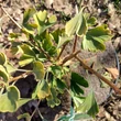 Kép 4/4 - Ginkgo biloba 'Little Emperor' – Páfrányfenyő