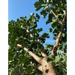 Kép 2/3 - Ginkgo biloba 'Pillar' - 'Pillar' páfrányfenyő