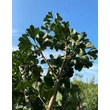 Kép 1/3 - Ginkgo biloba 'Pillar' - 'Pillar' páfrányfenyő 