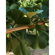 Kép 3/3 - Ginkgo biloba 'Pillar' - 'Pillar' páfrányfenyő