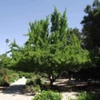 Kép 2/2 - Ginkgo biloba 'Saratoga' – Páfrányfenyő