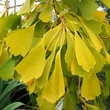 Kép 1/2 - Ginkgo biloba 'Saratoga' – Páfrányfenyő