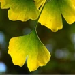 Kép 6/6 - Ginkgo biloba 'Pendula' – Csüngő ágú páfrányfenyő
