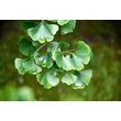 Kép 5/6 - Ginkgo biloba 'Pendula' – Csüngő ágú páfrányfenyő