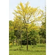 Kép 1/8 - Gleditsia triachantos 'Sunburst' - Sárga krisztustövis