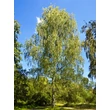 Kép 1/4 - Betula pendula (syn.: Betula alba, Betula verrucosa) - Közönséges nyírfa, bibircses nyír
