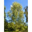 Kép 1/6 - Betula pendula - Közönséges nyírfa (extra méretű koros)