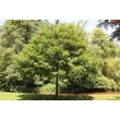 Kép 1/2 - Castanea sativa - Szelídgesztenye