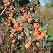 Kép 1/2 - Crataegus orientalis – Keleti galagonya, Ezüst galagonya