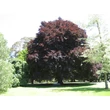Kép 1/4 - Fagus sylvatica 'Atropunicea' - Vérbükk