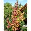 Kép 1/2 - Liquidambar styraciflua  'Golden Sun' - Ámbrafa
