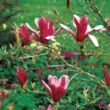 Kép 1/4 - Magnolia 'Susan' – Nagyvirágú liliomfa