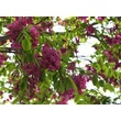 Kép 1/2 - Robinia × margaretta 'Pink Cascade' (syn.: 'Casque Rouge') - 'Pink Cascade' carolinai akác