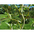 Kép 2/2 - Salix erythroflexuosa - Csavart és csüngő fűz