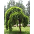 Kép 1/9 - Styphnolobium (Sophora) japonicum 'Pendula' - Csüngő japánakác (Pagodafa)