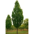 Kép 2/2 - Acer x freemanii 'Armstrong' (syn.: Acer rubrum 'Armstrong') – Hibrid vörös juhar, Freeman juhar