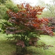 Kép 1/4 - Acer palmatum 'Fireglow' - Japán juhar