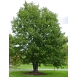 Kép 1/2 - Acer pseudoplatanus – Hegyi juhar