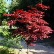 Kép 1/5 - Acer palmatum 'Atropurpureum' - Japán juhar