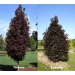 Kép 1/9 - Acer platanoides 'Crimson Sentry' - Bordó levelű korai juhar