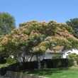 Kép 5/6 - Albizia julibrissin - Selyemakác