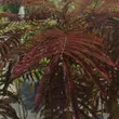 Kép 4/6 - Albizia julibrissin 'Summer Chocolate' - Bordó levelű selyemakác