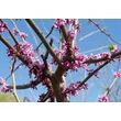 Kép 3/8 - Cercis siliquastrum – Közönséges júdásfa