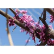 Kép 6/8 - Cercis siliquastrum – Közönséges júdásfa