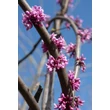 Kép 2/8 - Cercis siliquastrum – Közönséges júdásfa