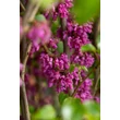Kép 4/8 - Cercis siliquastrum – Közönséges júdásfa