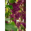 Kép 5/8 - Cercis siliquastrum – Közönséges júdásfa